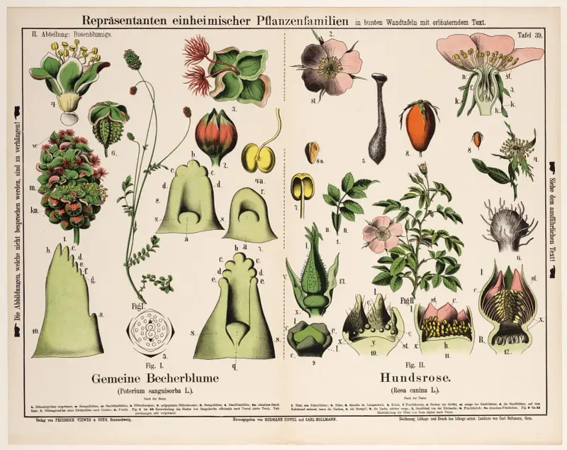 Sanguisorba minor (s. Poterium sanguisorba), Rosa canina ; kleine pimpernel, hondsroos av Hermann Zippel