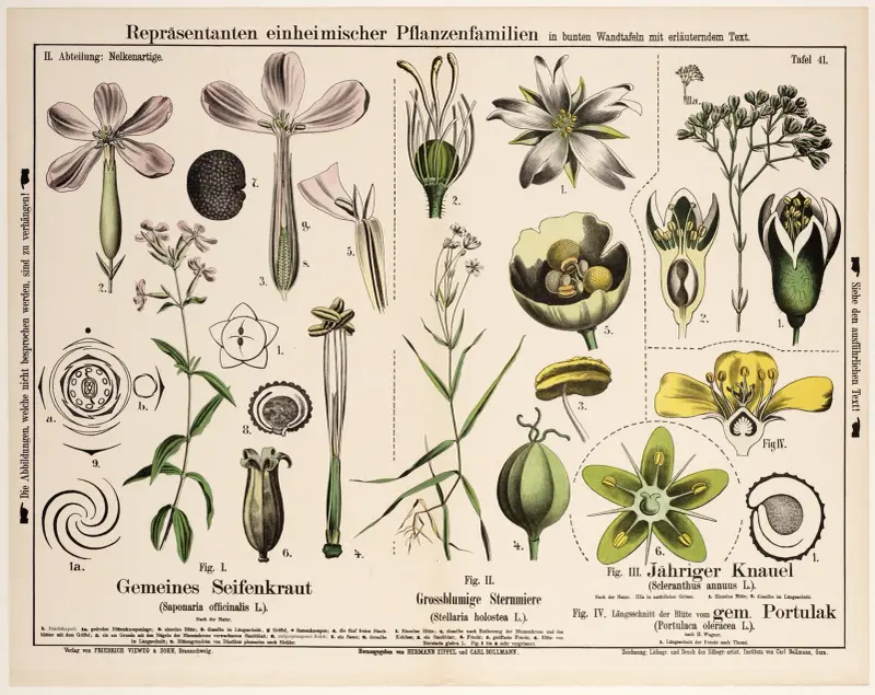 Saponaria officinalis, Stellaria holostea, Scleranthus annuus, Portulaca oleracea av Hermann Zippel