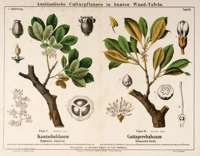 Siphonia elastica, Isonandra gutta ; gummiträd, guttaperkaträd av Hermann Zippel