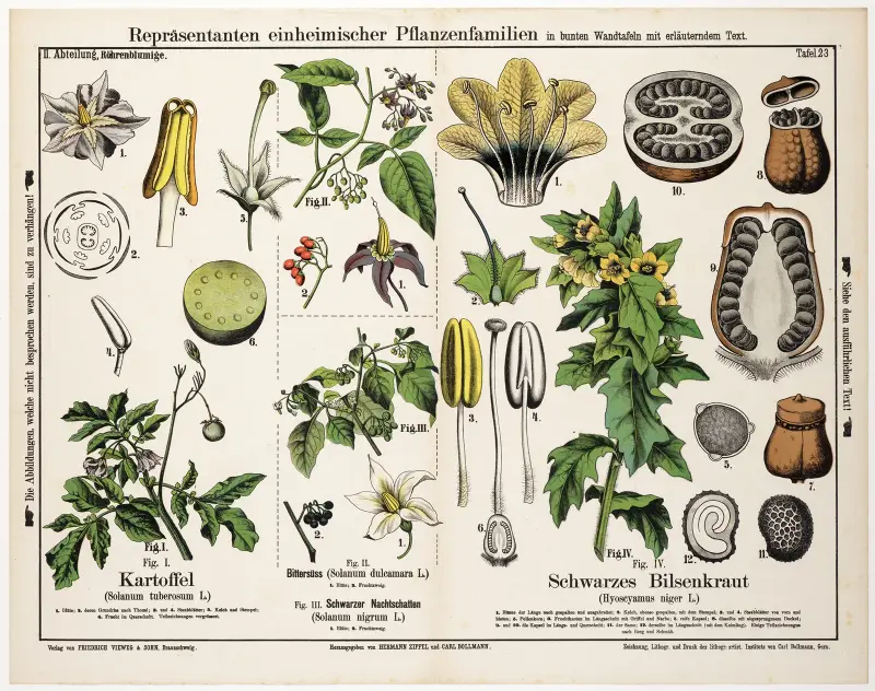 Solanum tuberosum, Solanum dulcamara, Solanum nigrum, Hyoscyamus niger av Hermann Zippel