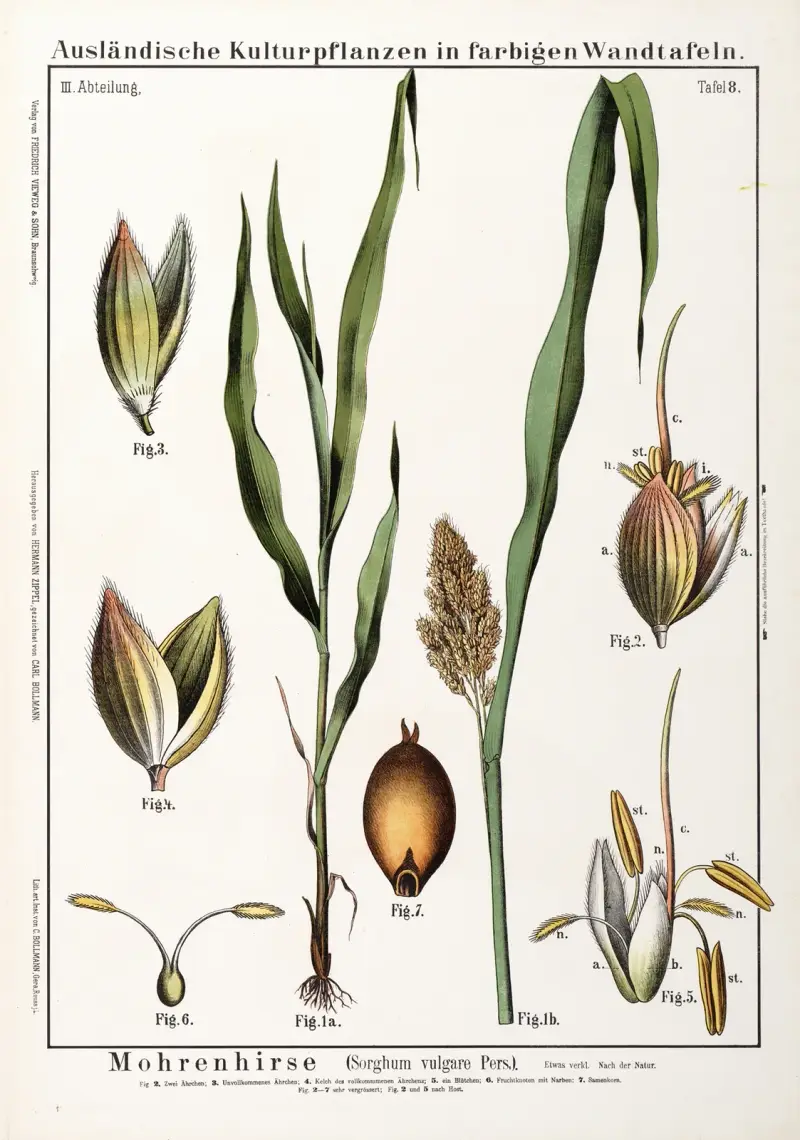 Sorghum (Sorghum vulgare) av Hermann Zippel