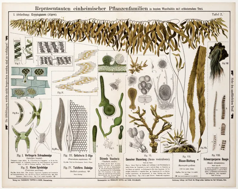 Spiroygra longata, Closterium parvulum, Pleurosigma angulatum, Bacillaria paradoxa, Vaucheria sessilis av Hermann Zippel
