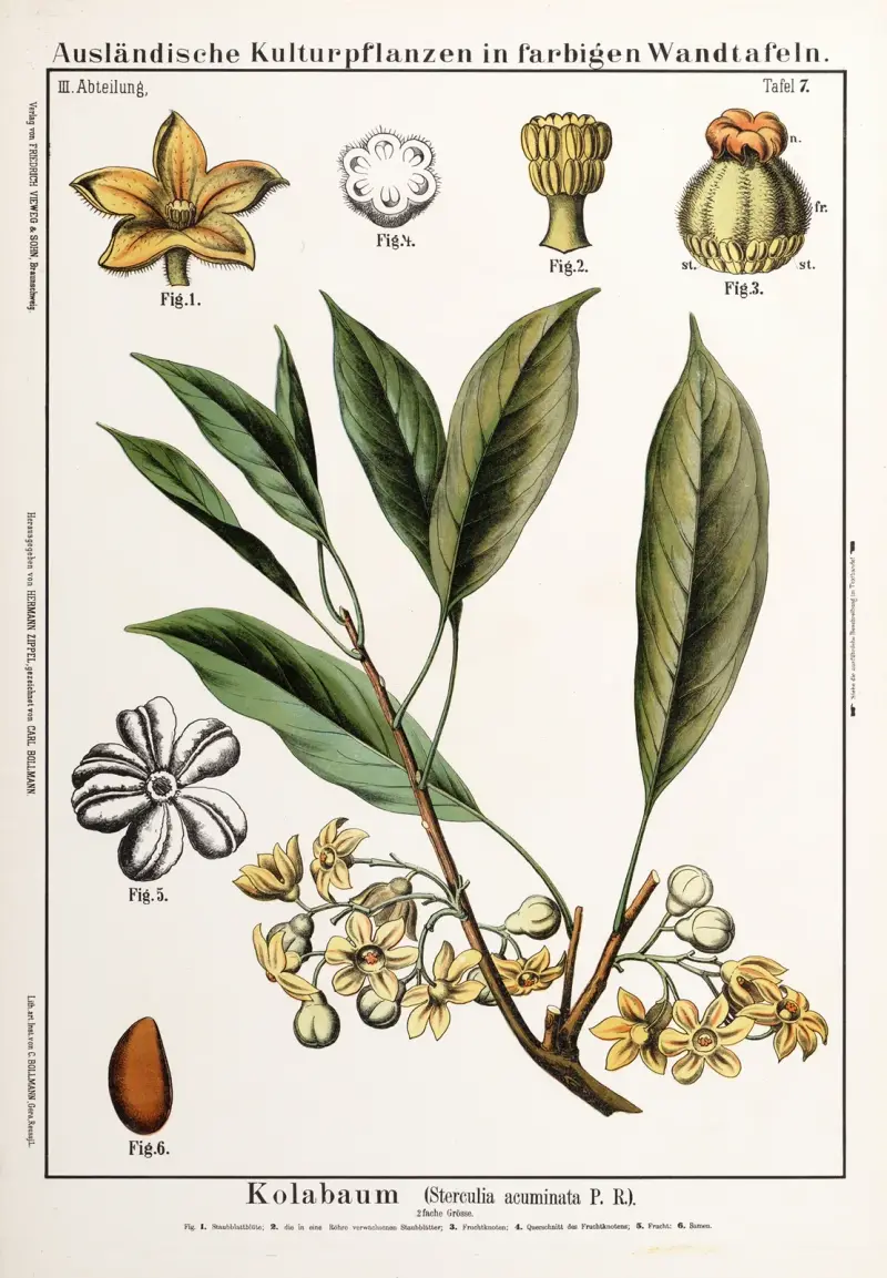 Sterculia acuminata ; colanoot av Hermann Zippel