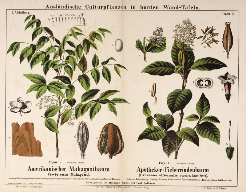 Swietenia mahagoni, Cinchona officinalis purpurea ; mahonieboom, lepelblad av Hermann Zippel