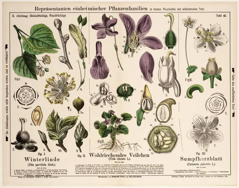 Tilia parvifolia, Viola odorata, Parnassia palustris ; winterlinde, maarts viooltje, parnassia av Hermann Zippel
