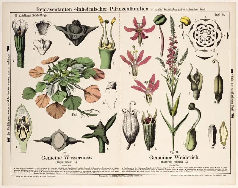 Trapa natans, Lythrum salicaria ; waternoot, kattenstaart av Hermann Zippel