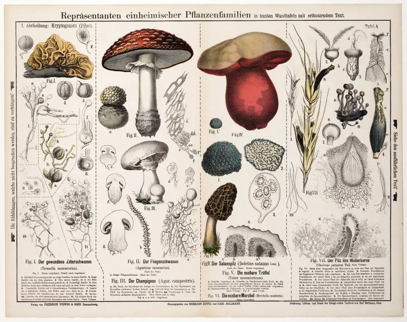 Tremella mesenterica. Agaricus muscarius. Agaricus campestris. Boletus satanas. Tuber mesentericum. Morchella esculenta. Claviceps purpurea av Hermann Zippel