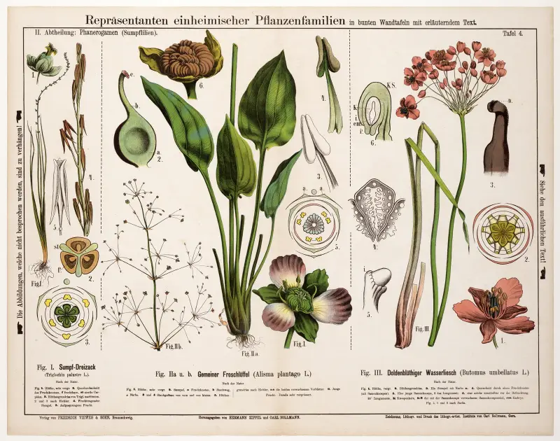 Triglochin palustre, Alisma plantago, Butomus umbellatus av Hermann Zippel