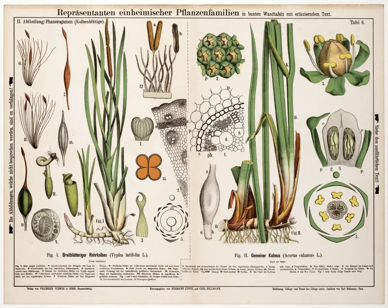Typha latifolia, Acorus calamus; bredkaveldun, kalmus av Hermann Zippel