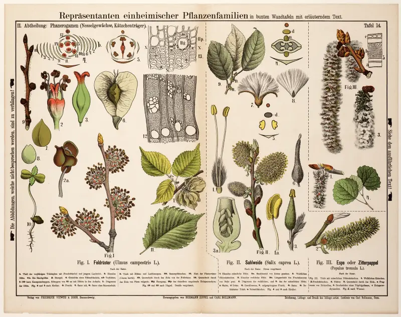 Ulmus campestris, Salix caprea, Populus tremula; vanlig alm, sälg, asp av Hermann Zippel