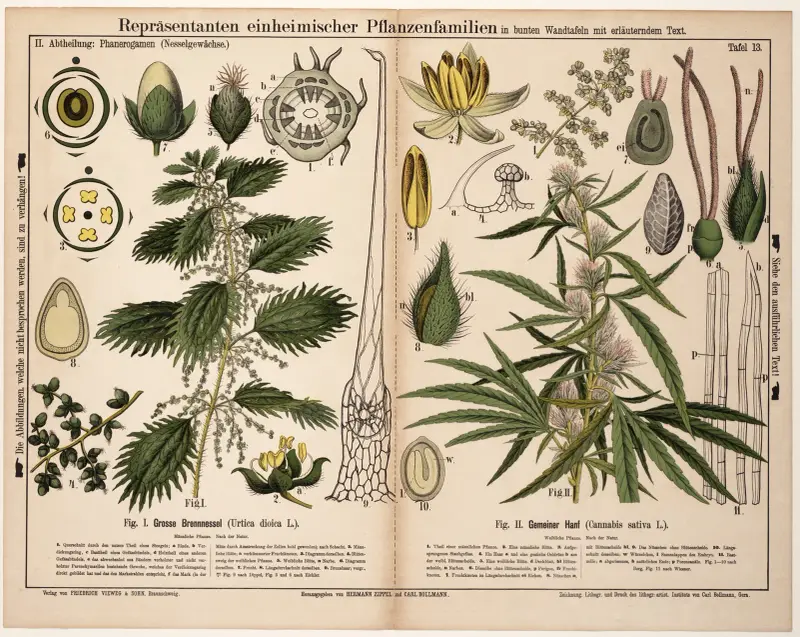 Urtica dioica, Cannabis sativa; brännässla, hampa av Hermann Zippel