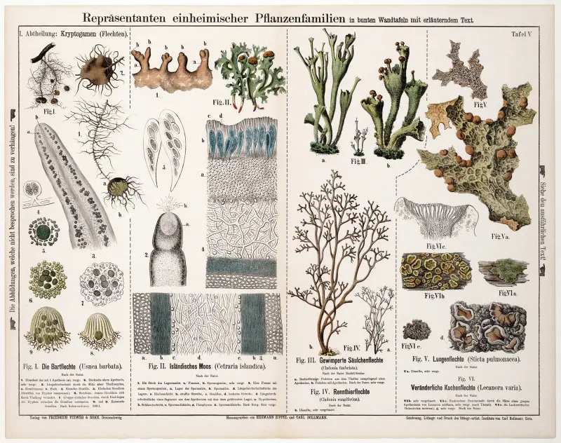 Usnea barbata, Cetraria islandica, Cladonia fimbriata, Cladonia rangiferina, Sticta pulmonacea, Lecanora varia av Hermann Zippel