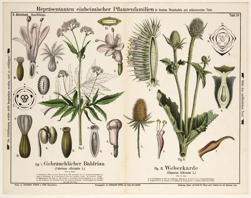 Valeriana officinalis, Dipsacus fullonum ; valeriaan, grote kaardebol av Hermann Zippel