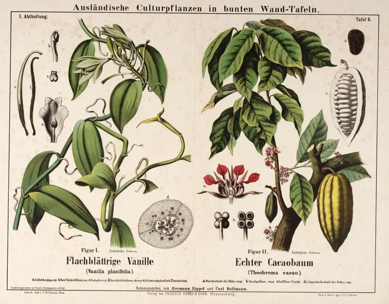 Vanilla planifolia, Theobroma cacao ; vanilleplant, cacaoboom av Hermann Zippel
