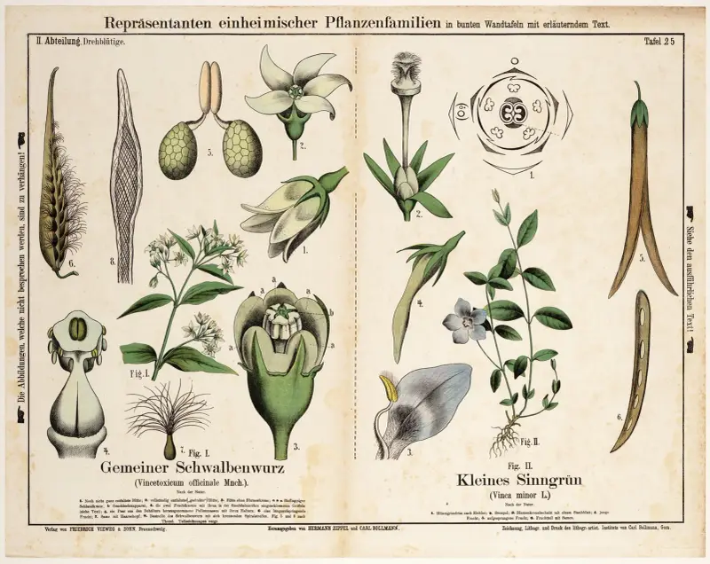 Vincetoxicum officinale, Vinca minor L.; engbloem, kleine maagdenpalm av Hermann Zippel