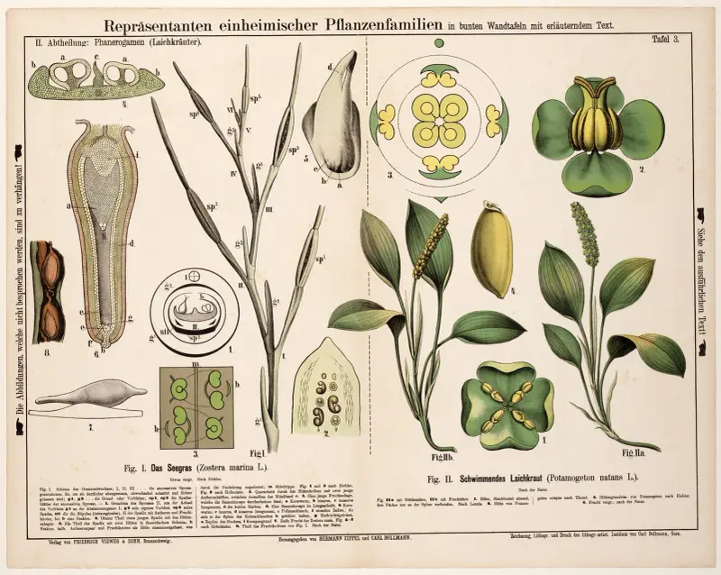 Zostera marina, Potamogeton natans; Großes Seegras, Schwimmendes Laichkraut von Hermann Zippel