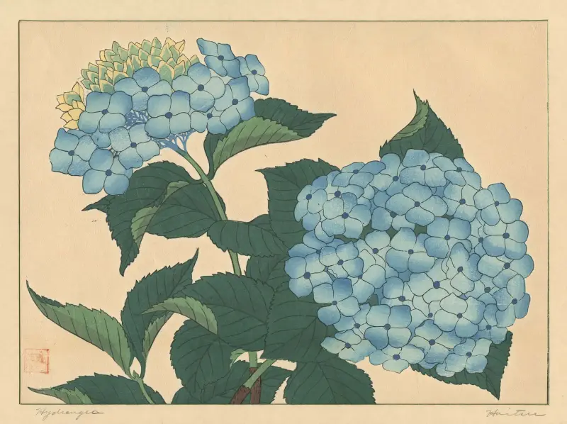 Hortensja, Sakai Hōitsu