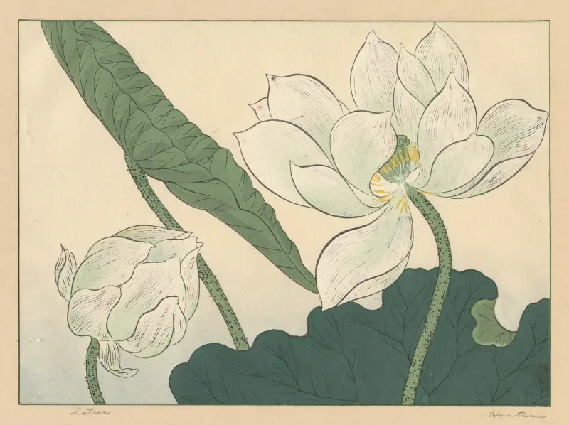 Lotos, Sakai Hōitsu