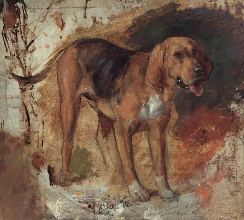 Study of a bloodhound av William Holman Hunt