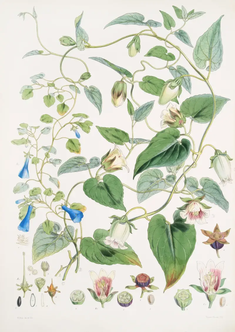 A. C. Gracilis, H. f. et T. ; B. Codonopsis (Campanumcea) Javanica, H.f. et T. C. C. Inflata, H.f. & T. av Walter Hood Fitch