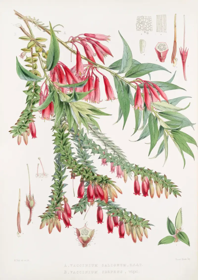 A. Vaccinium Salignum, H.f. et T. ; B. Vaccinium Serpens, H.f. et T. av Walter Hood Fitch