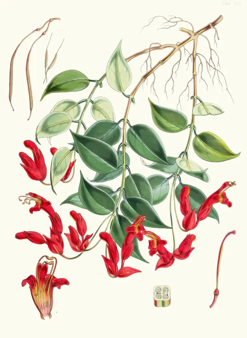 Aeschynanthus Peelii, H.f. and T., Walter Hood Fitch
