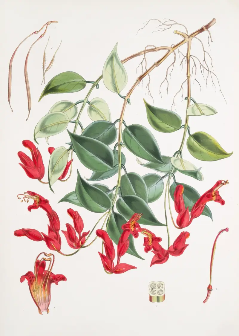 Aeschynanthus Peelii, H.f. & T. av Walter Hood Fitch