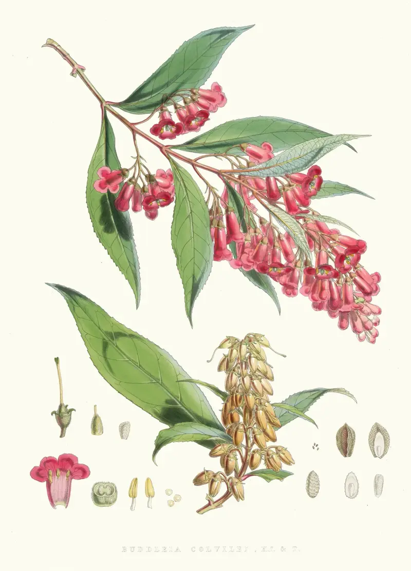 Buddleia Colvilei, H.f. and T., Walter Hood Fitch