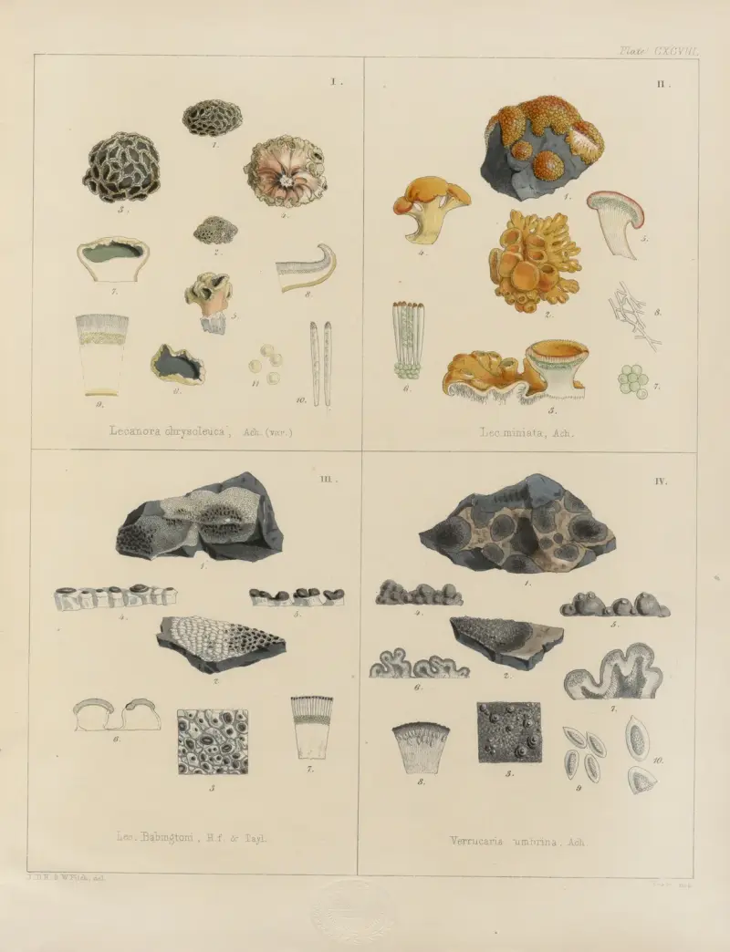 Cryptogamic botany of the Antarctic voyage of H.M. Discovery ships Erebus and Terror in the years 1839 Pl.68 av Walter Hood Fitch