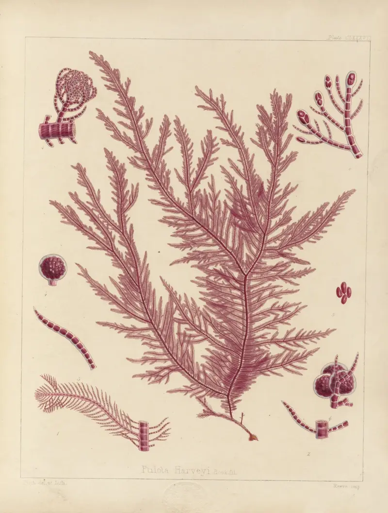 Cryptogamic botany of the Antarctic voyage of H.M. Discovery ships Erebus and Terror in the years 1839 Pl.57 av Walter Hood Fitch