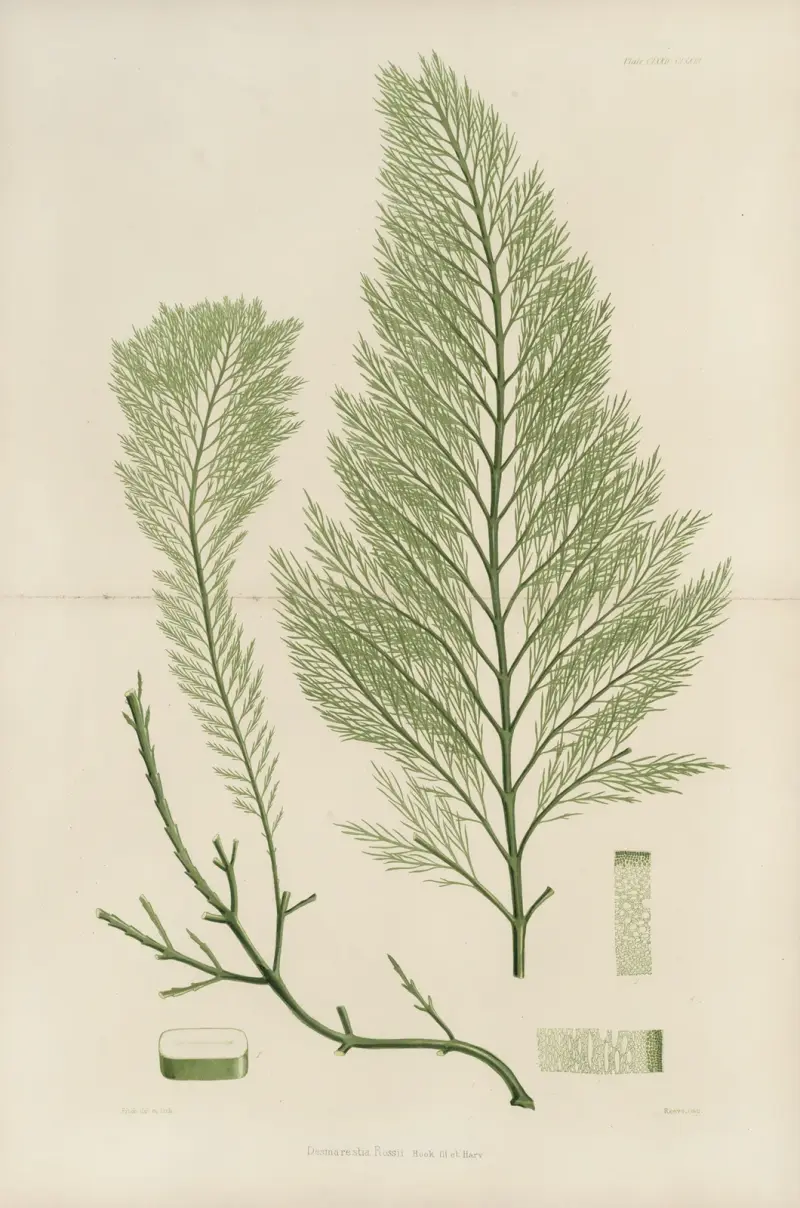 Cryptogamic botany of the Antarctic voyage of H.M. Discovery ships Erebus and Terror in the years 1839 Pl.43 av Walter Hood Fitch