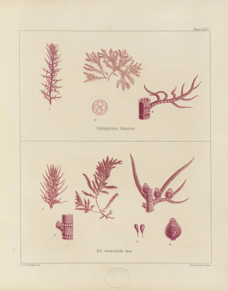 Cryptogamic botany of the Antarctic voyage of H.M. Discovery ships Erebus and Terror in the years 1839 Pl.19 av Walter Hood Fitch