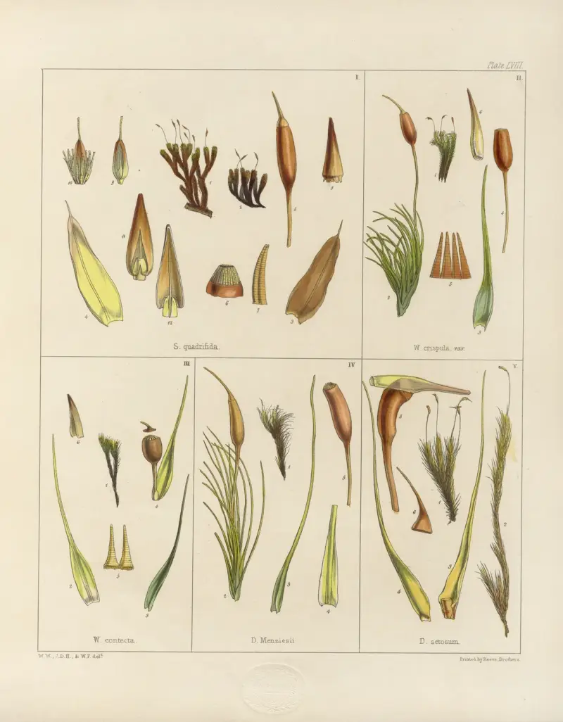 Cryptogamic botany of the Antarctic voyage of H.M. Discovery ships Erebus and Terror in the years 1839 Pl.02 av Walter Hood Fitch