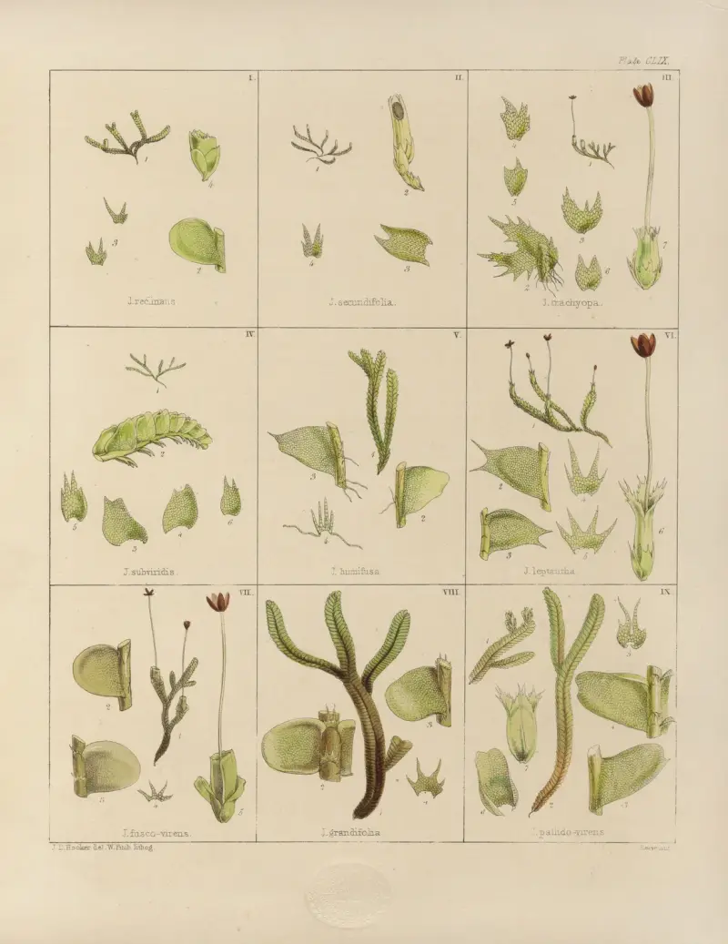 Cryptogamic botany of the Antarctic voyage of H.M. Discovery ships Erebus and Terror in the years 1839 Pl.33 av Walter Hood Fitch