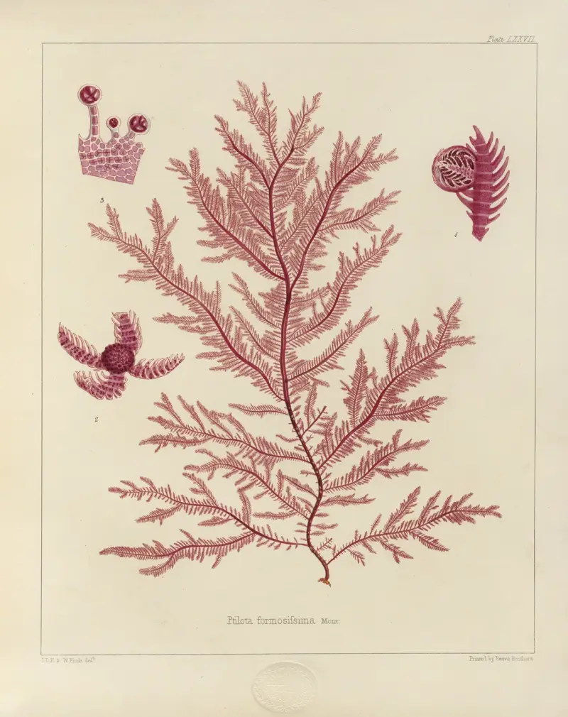 Cryptogamic botany of the Antarctic voyage of H.M. Discovery ships Erebus and Terror in the years 1839 Pl.21 av Walter Hood Fitch
