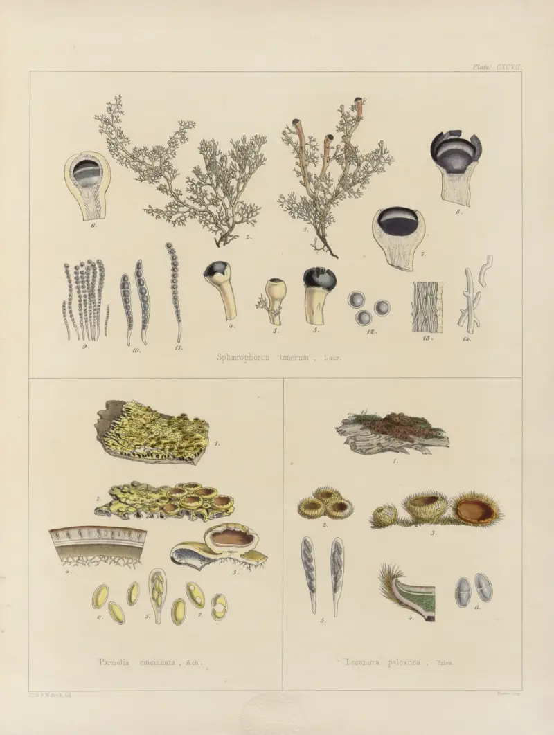 Cryptogamic botany of the Antarctic voyage of H.M. Discovery ships Erebus and Terror in the years 1839 Pl.67 av Walter Hood Fitch