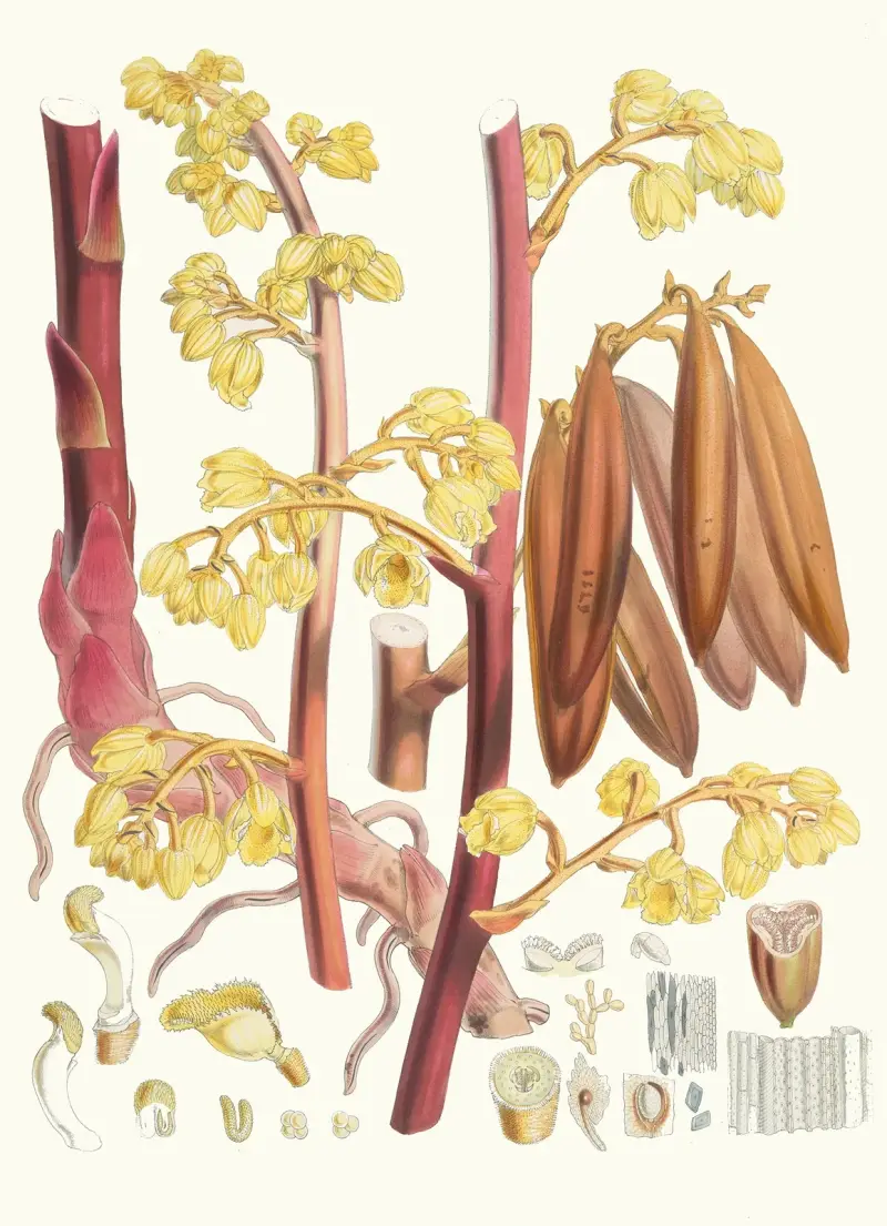 Cyrtosia Lindleyana, H.f. and T., Walter Hood Fitch