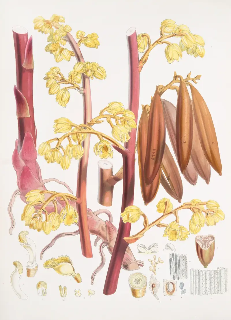 Cyrtosia Lindleyana, H.f. & T. av Walter Hood Fitch