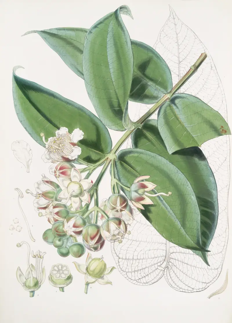 Duabanga Sonneratioides, Ham. av Walter Hood Fitch