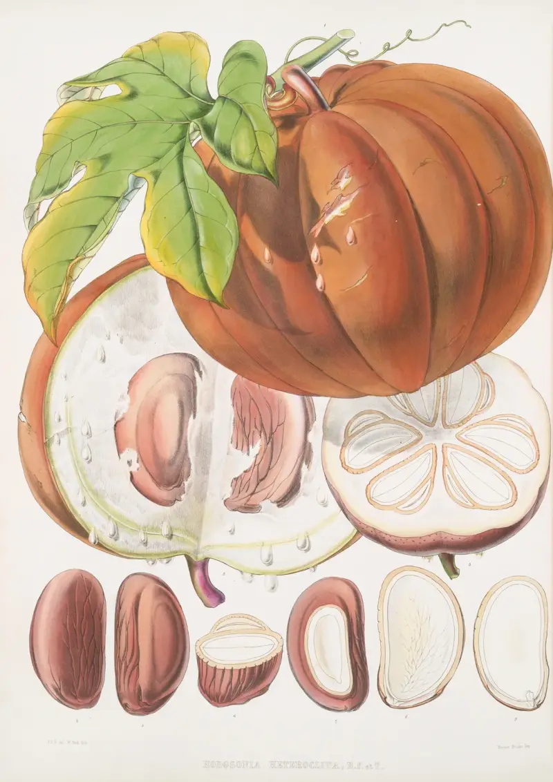 Hodgsonia Heteroclita, H. f. et T. (Fruit) av Walter Hood Fitch