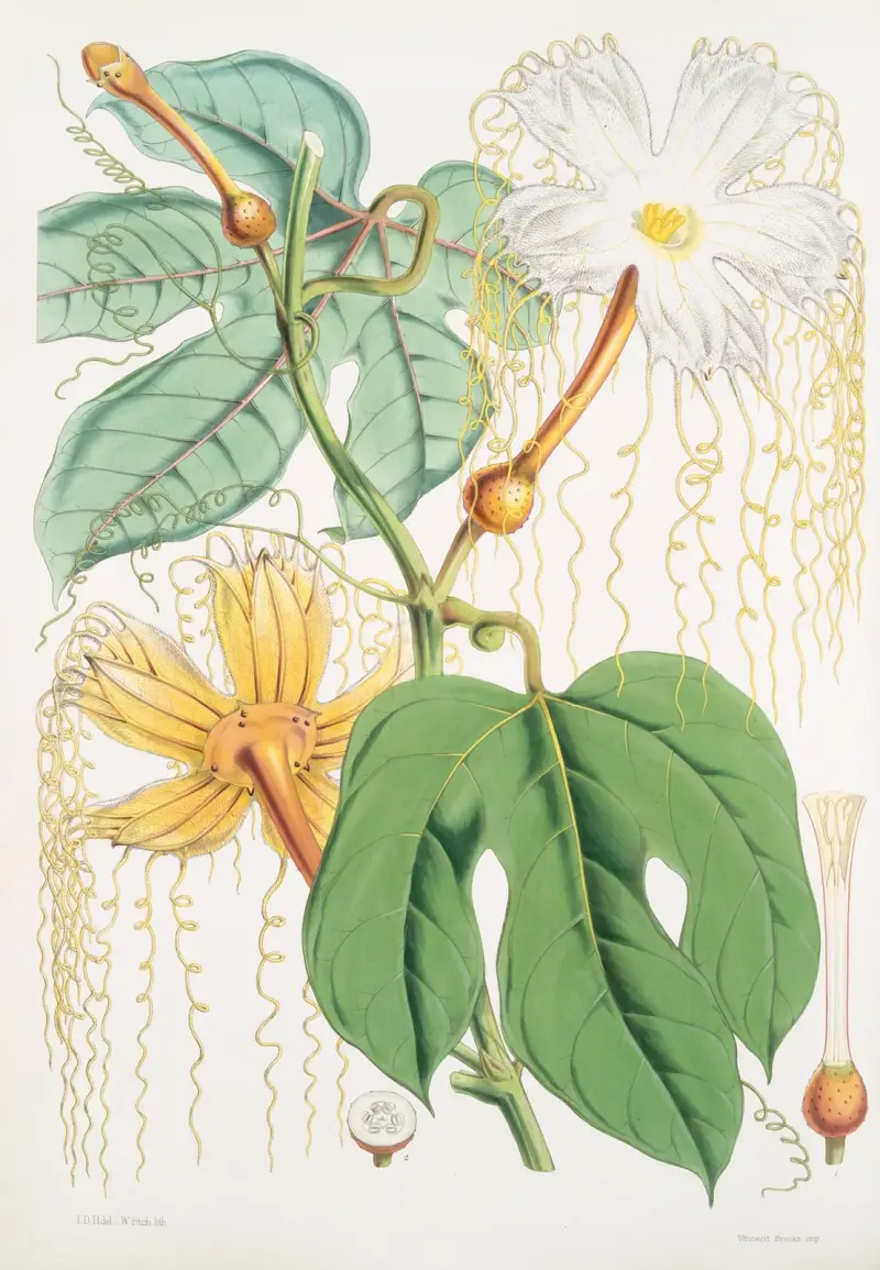 Hodgsonia Heteroclita, Hook. fil. et Thoms. (Female plant), 1855 – nr 2 av Walter Hood Fitch