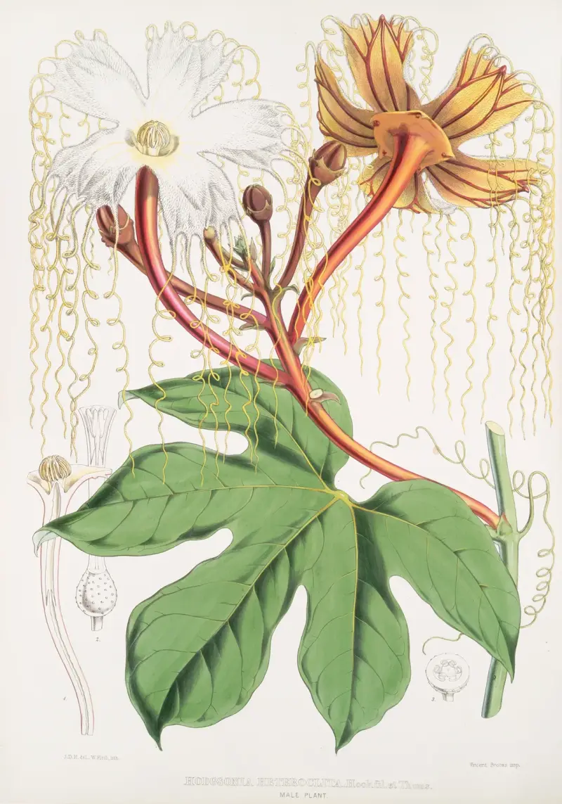Hodgsonia Heteroclita, Hook. fil. et Thoms. (Male plant), 1855 – nr 1 av Walter Hood Fitch