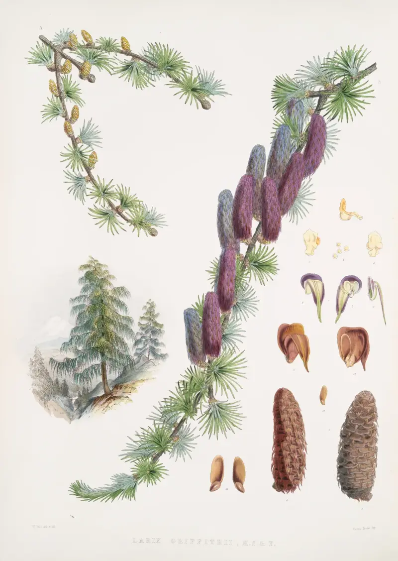 Larix Griffithii, H.f. & T. av Walter Hood Fitch