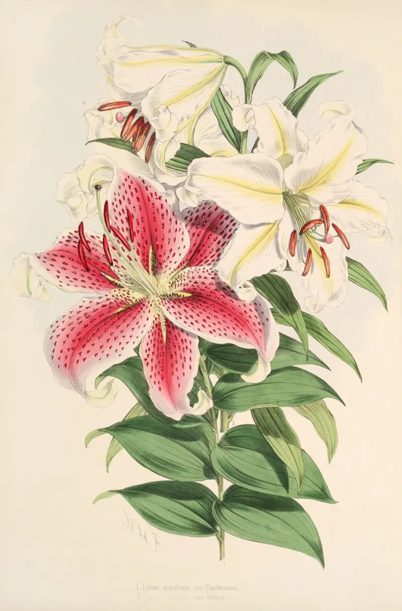 Lilium auratum var Parkmanm, Walter Hood Fitch