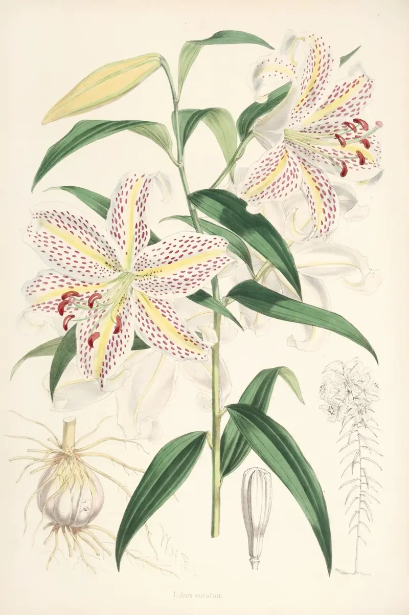 Lilium auratum, Walter Hood Fitch