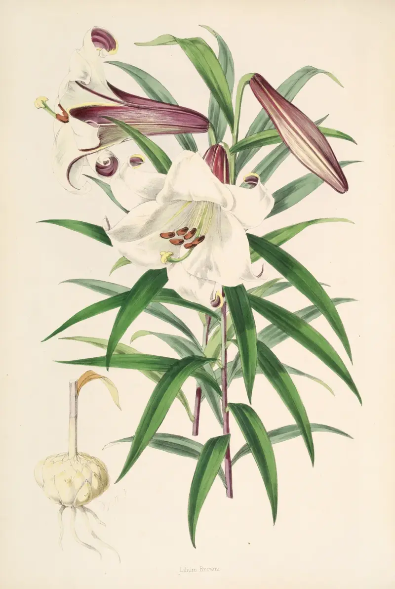 Lilium Browni, Walter Hood Fitch