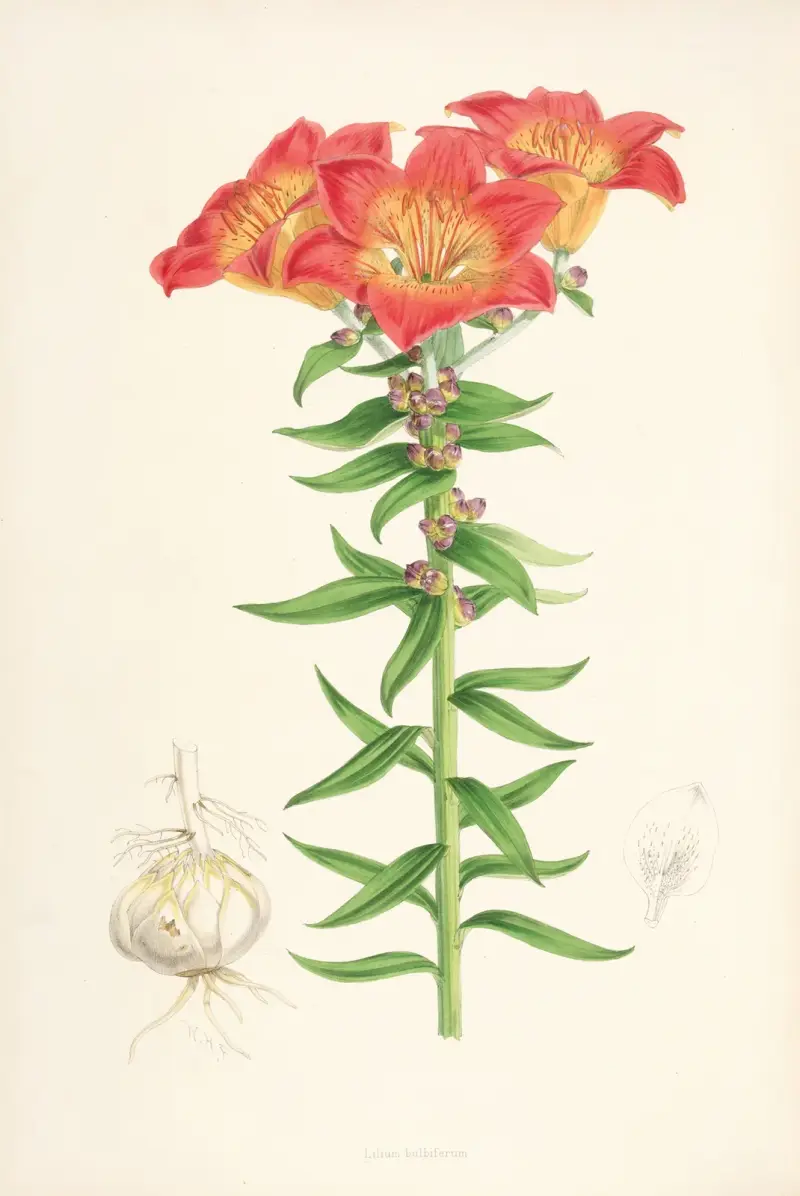 Lilium bulbiferum, Walter Hood Fitch