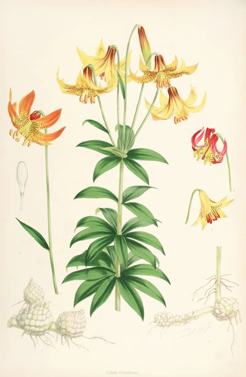 Lilium Canadense, Walter Hood Fitch