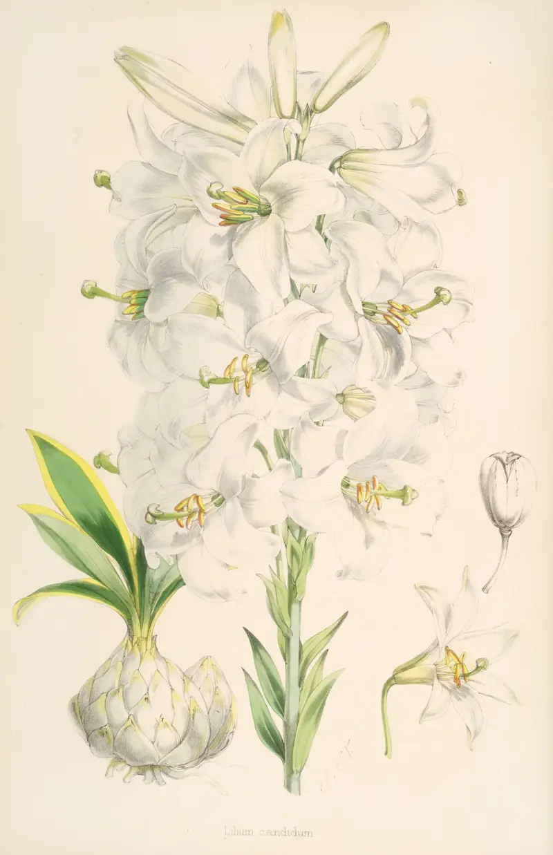 Lilium candidum, Walter Hood Fitch