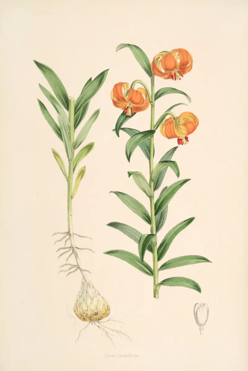 Lilium Carniolicum, Walter Hood Fitch
